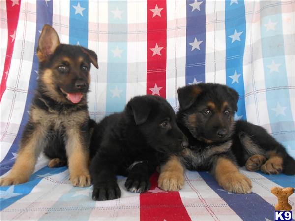 Puppies for Sale